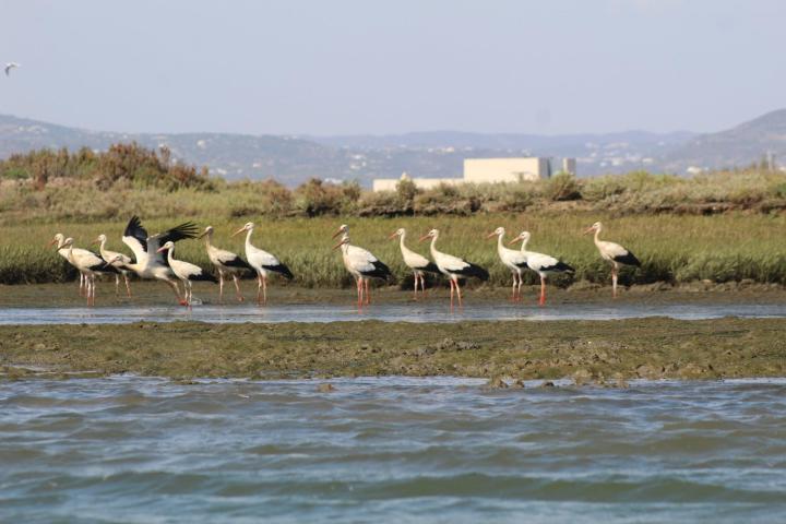 a group of people looking at a bird in a body of water