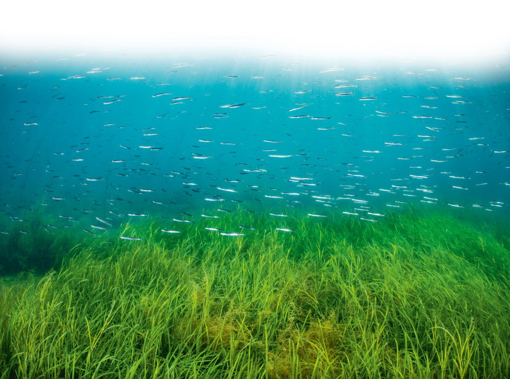 Underwater scene with a school of fish above green seagrass on the ocean floor.