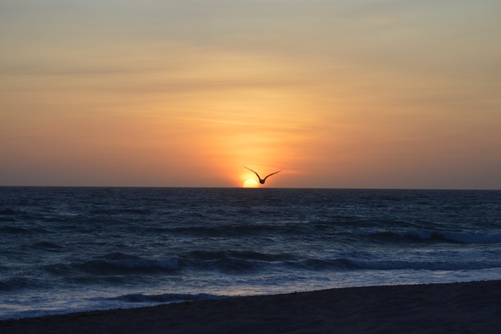 Sunset over ocean with a bird flying in the foreground.